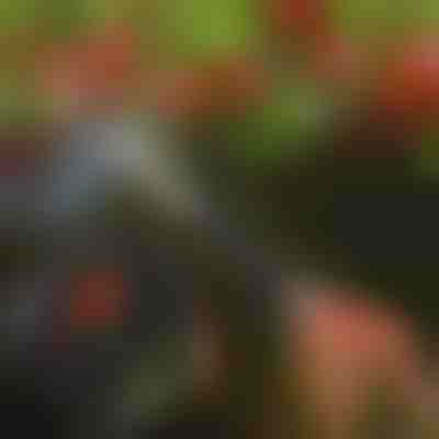 Ψαλίδι κλαδέματος δέντρων | TREESNIP